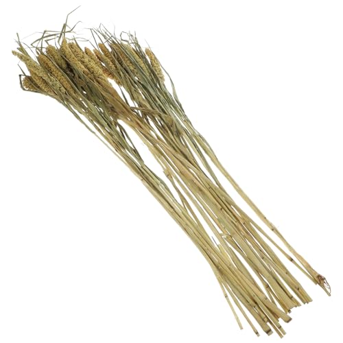 ifundom Bundle Aus Natürlichem Trockengetreide Für Hamsterkäfig-Dekoration Einstreu Und Zubehör Für Kleine Nagetiere Eine Natürliche Umgebung Für Haustiere ifundom Bundle Aus Natürlichem Trockengetreide Für Hamsterkäfig-Dekoration Einstreu Und Zubehör Für Kleine Nagetiere Eine Natürliche Umgebung Für Haustiere von ifundom