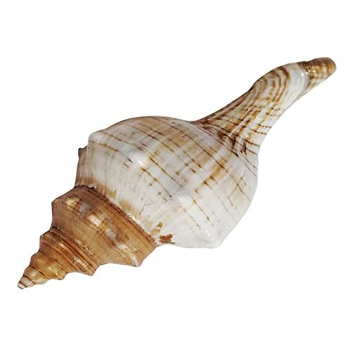 iplusmile Aquarium Muschel Dekoration Aquarium Dekoration Muscheldekor Strandparty-Dekoration Muschel Tischplatte Ornament Nautische Heimdekoration Halterung Natürliche Muschel Anlage iplusmile Aquarium Muschel Dekoration Aquarium Dekoration Muscheldekor Strandparty-Dekoration Muschel Tischplatte Ornament Nautische Heimdekoration Halterung Natürliche Muschel Anlage von iplusmile
