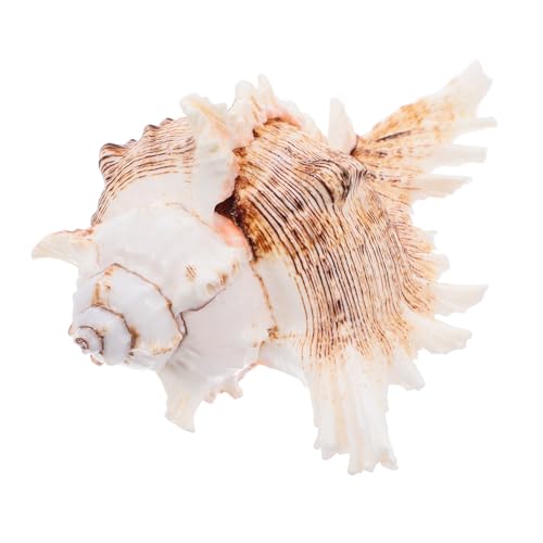 iplusmile Natürliche Muschelschale Für Landschaftsbau Großes Aquarium-Ornament DIY-bastelmaterial Strandparty-Dekoration Pflanzgefäß-Accessoire von iplusmile