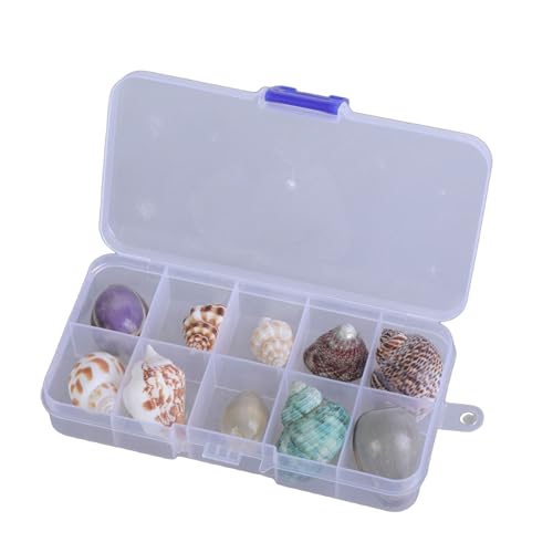 jebyltd Transparente Aufbewahrungsbox Set Muschelsammlungs Display Box Shell Für Home Decoration Und Liefert Den Unterteil Tragbarer Muschel Display Hülle von jebyltd