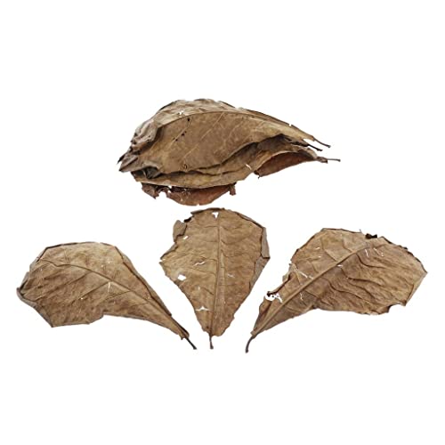 jojomis Betta-Blätter, natürliche Blätter, für Aquarien, Haustiere, 10 Stück von jojomis