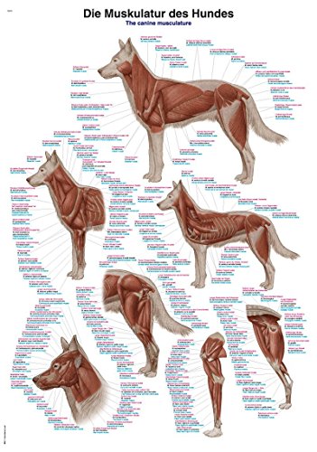 Lehrtafel"Die Muskulatur des Hundes", 50x70cm von Erler-Zimmer GmbH