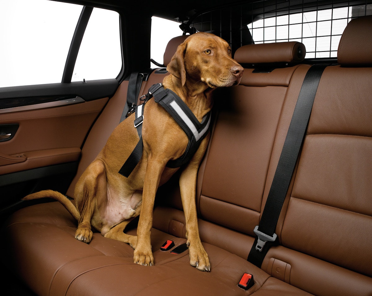 Kleinmetall Allsafe Sicherheitsgurt Reisezübehör für Hunde von kleinmetall