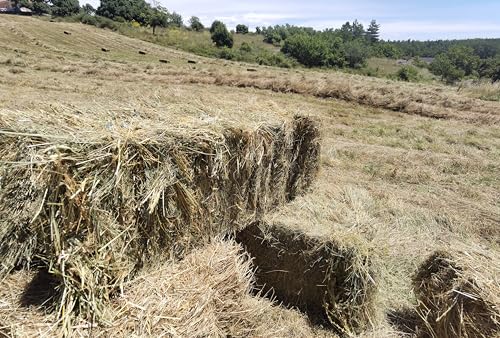 Heuballott, 10 kg – Wiesenheu der Provence, für kleine Nagetiere, Kaninchen, Pferd, Ane, Meerschweinchenfutter ... Heuballott, 10 kg – Wiesenheu der Provence, für kleine Nagetiere, Kaninchen, Pferd, Ane, Meerschweinchenfutter ... von lavande04