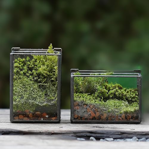 Kleines rechteckiges Terrarium mit Deckel, Mini-Glaskantainer-Box für Zimmerpflanzen, Luftpflanzen, Miniatur-Feengarten, Heimgarten, Tischdekoration, schwarz, 2er-Set (nur Terrarien) von libproqia