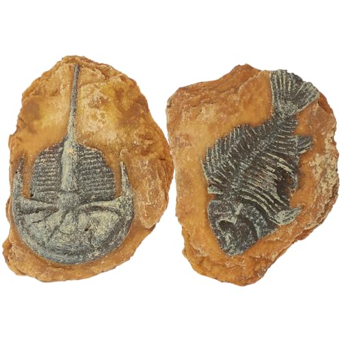 minkissy 2Er-Box simuliertes Harzfossil Harz-Bausatz Meerestiere Ornament Zubehör für Aquarien Dekore für Terrarien mit Schlangen Reptiliendekore für kleine Haustiere Wassertank Bart Felsen von minkissy