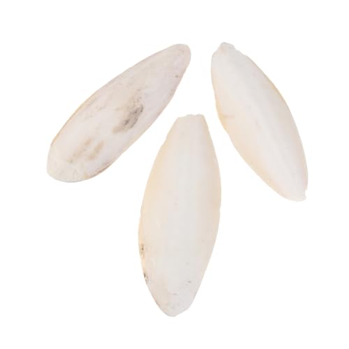minkissy 9 STK Cuttlebone molares Zubehör für Sittichkäfige Spielzeuge Knochen Cuttlebone Kauspielzeug Cuttlebone-Beißspielzeug kriechen Schnecken Skelett Lebensmittel Meereskrake minkissy 9 STK Cuttlebone molares Zubehör für Sittichkäfige Spielzeuge Knochen Cuttlebone Kauspielzeug Cuttlebone-Beißspielzeug kriechen Schnecken Skelett Lebensmittel Meereskrake von minkissy