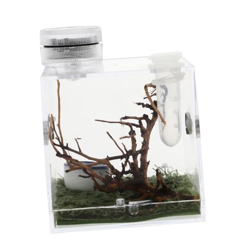 minkissy Kasten Springspinnen-zuchtbox Gehäuse Holz Kleine Spinne Reptil Überleben minkissy Kasten Springspinnen-zuchtbox Gehäuse Holz Kleine Spinne Reptil Überleben von minkissy
