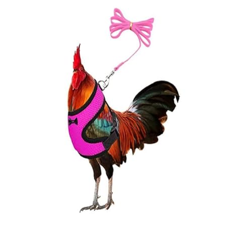 Muzoira Verstellbarer Nylon-Brustgurt für Geflügel und kleine Haustiere, bequem, atmungsaktiv, Zugseil für Huhn, Ente, Gans, Katze und Hund, S, Rosenrosa Muzoira Verstellbarer Nylon-Brustgurt für Geflügel und kleine Haustiere, bequem, atmungsaktiv, Zugseil für Huhn, Ente, Gans, Katze und Hund, S, Rosenrosa von muzoira