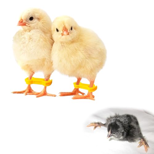 10 Pack Baby Küken Bein Hobbles Huhn Hobble Hosenträger für Spfützen Bein Reparatur von 1 bis 3 Tagen neu geschlüpft 10 Pack Baby Küken Bein Hobbles Huhn Hobble Hosenträger für Spfützen Bein Reparatur von 1 bis 3 Tagen neu geschlüpft von pranovo