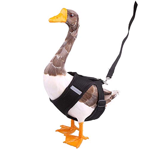 Verstellbares Entengeschirr mit passender Leine für Huhn, Huhn, Haustiere, Training, Spazierengehen, Größe M, Schwarz Verstellbares Entengeschirr mit passender Leine für Huhn, Huhn, Haustiere, Training, Spazierengehen, Größe M, Schwarz von pranovo