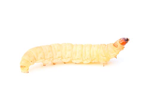 200 STK. Wachsmaden/Bienenmaden | Futterinsekten | Angelköder 200 STK. Wachsmaden/Bienenmaden | Futterinsekten | Angelköder von proinsects