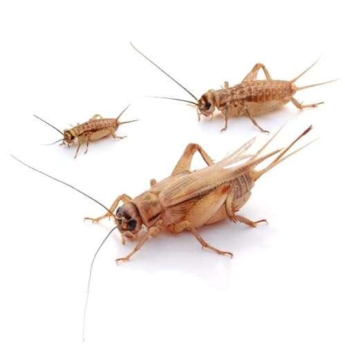 proinsects Heimchen mittel 500 STK. | Futterinsekten für Reptilien, Vögel, Amphibien u.v.m. von proinsects