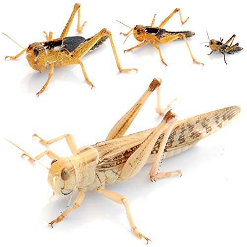 Wanderheuschrecken subadult 100 STK. - Futterinsekten von proinsects