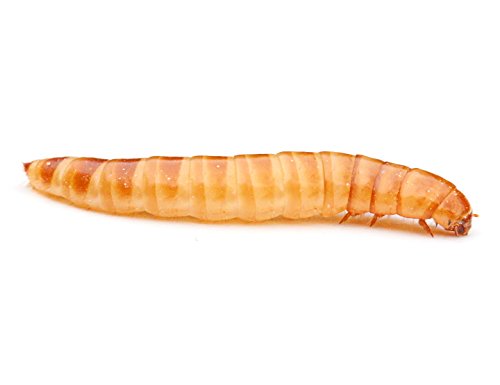 Buffalowürmer 1 Liter | Futterinsekten von proinsects