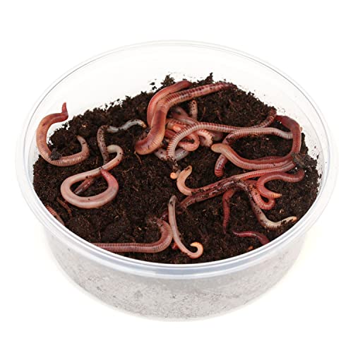 Rotwurm-Mix 150 g | Angelwürmer zum Stippen von proinsects