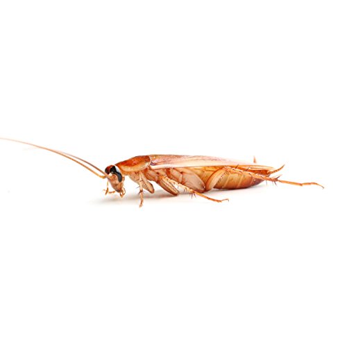 proinsects Schokoschaben (Shelfordella tartara) - Verschiedene Größen & Mengen (100 STK, groß) von proinsects