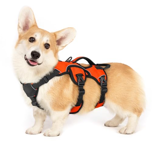 rabbitgoo Ausbruchsichere Hundegeschirr Kleine Hunde mit Griff, Anti Zug Sicherheitsgeschirr Hund Atmungsaktiv, Verstellbare Brustgeschirr, Gepolstertem Hundeweste, Panikgeschirr, Orange S rabbitgoo Ausbruchsichere Hundegeschirr Kleine Hunde mit Griff, Anti Zug Sicherheitsgeschirr Hund Atmungsaktiv, Verstellbare Brustgeschirr, Gepolstertem Hundeweste, Panikgeschirr, Orange S von rabbitgoo