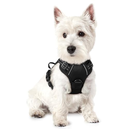 rabbitgoo Hundegeschirr Kleine Hunde, Anti Zug Geschirr mit Kontrolle, No Pull Verstellbar Hundegeschirr Grosse Hunde, Atmungsaktiv Reflexstreifen Brustgeschirr Sichere Führung Schwarz XS rabbitgoo Hundegeschirr Kleine Hunde, Anti Zug Geschirr mit Kontrolle, No Pull Verstellbar Hundegeschirr Grosse Hunde, Atmungsaktiv Reflexstreifen Brustgeschirr Sichere Führung Schwarz XS von rabbitgoo