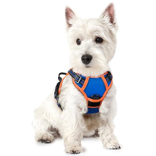 rabbitgoo Hundegeschirr Kleine Hunde Anti Zug Geschirr Hund mit Kontrolle No Pull Verstellbar Hundegeschirr Grosse Hunde Atmungsaktiv Reflexstreifen Brustgeschirr Hund Sichere Führung Blau+Orange XS rabbitgoo Hundegeschirr Kleine Hunde Anti Zug Geschirr Hund mit Kontrolle No Pull Verstellbar Hundegeschirr Grosse Hunde Atmungsaktiv Reflexstreifen Brustgeschirr Hund Sichere Führung Blau+Orange XS von rabbitgoo