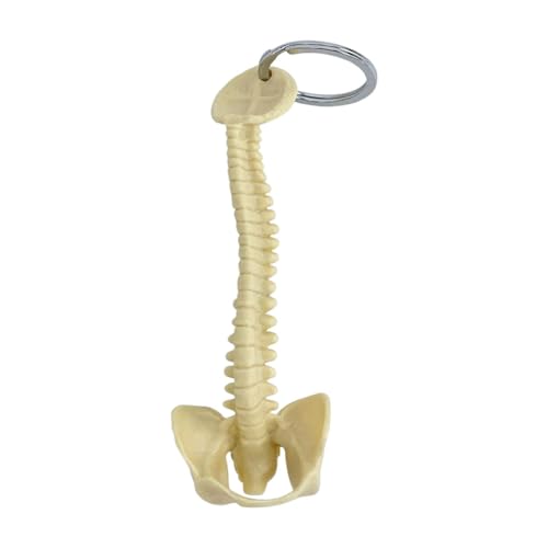 rockible Schlüsselanhänger mit menschlicher Wirbelsäule, Taschenanhänger, PVC, 15 cm, handgefertigt, leicht, Biologie, Schlüsselanhänger, Orthopäde, Hellgelb von rockible