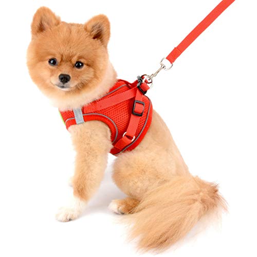 smalllee_Lucky_Store Hundegeschirr und Leine für kleine Hunde Welpen, weiches Netzgewebe, reflektierend, katzengeschirr ausbruchsicher für Spaziergänge,für Jungen,Mädchen,kleine Welpen,Kätzchen smalllee_Lucky_Store Hundegeschirr und Leine für kleine Hunde Welpen, weiches Netzgewebe, reflektierend, katzengeschirr ausbruchsicher für Spaziergänge,für Jungen,Mädchen,kleine Welpen,Kätzchen von smalllee_lucky_store