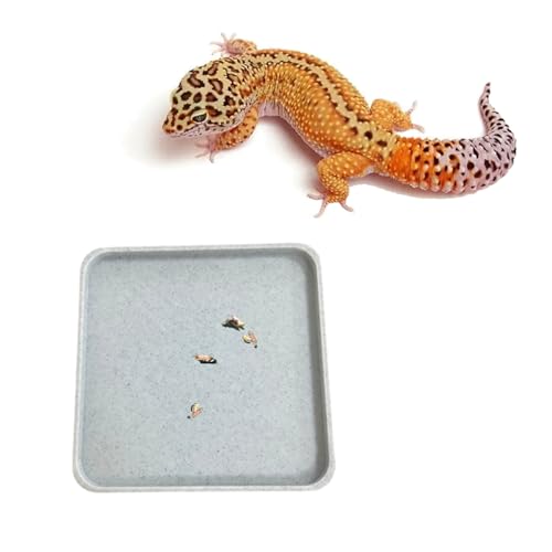 spansee Leopard Gecko Potty Pad, Gecko Potty Latrine/Tabletts, Crested Gecko Leopard Gecko Litter Box Leopard Gecko Tank Zubehör von spansee