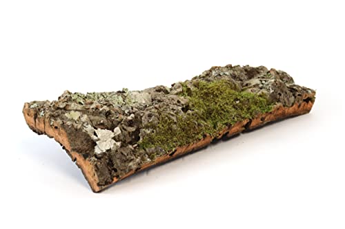 sphagnum-shop.com Korkröhre 1 STK. 50cm | Korkschale | Korktunnel Halbbogen | Reptilientunnel aus Korkrinde sphagnum-shop.com Korkröhre 1 STK. 50cm | Korkschale | Korktunnel Halbbogen | Reptilientunnel aus Korkrinde von sphagnum-shop.com