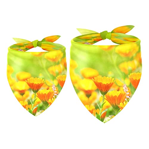 Haustierbandana für kleine mittelgroße Hunde und Katzen,Blume goldenes Gänseblümchenfeld,Haustierbandana für kleine mittelgroße Hunde und Katzen Haustierbandana für kleine mittelgroße Hunde und Katzen,Blume goldenes Gänseblümchenfeld,Haustierbandana für kleine mittelgroße Hunde und Katzen von suojapuku