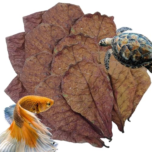 Catappa Leaves Betta-Garnelenblätter, Catappa-Blätter für Einsiedlerkrebse, pH-Down-Aquarium-Wasseraufbereiter, Mandelleàff für Aquarien, indische Mandelblätter für Betta-Fischaquarien von szaluyk