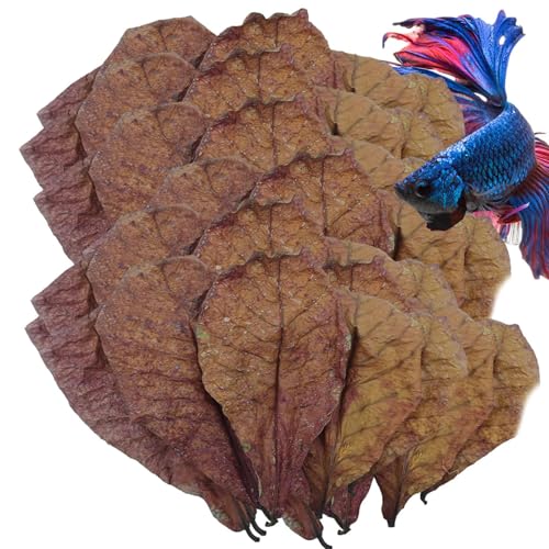 Catappa Leaves Betta-Garnelenblätter, Catappa-Blätter für Einsiedlerkrebse, pH-Down-Aquarium-Wasseraufbereiter, Mandelleàff für Aquarien, indische Mandelblätter für Betta-Fischaquarien von szaluyk