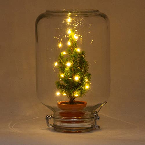 Easyplant - Mini-Weihnachtsbaum - Flaschengarten mit Licht Weihnachten - ↑ 28 cm - DIY - Terrarium Komplett Set - Pflanzenterrarium - urbanjngl | von urbanjngl