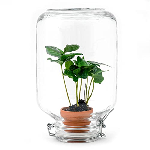 Easyplant • Coffea Arabica • Flaschengarten Paket - DIY - Terrarium Komplett Set - Pflanzenterrarium - urbanjngl | von urbanjngl