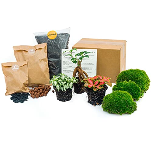 urbanjngl.com - Flaschengarten Paket Bonsai - 3 Pflanzen - Nachfüll & Starterpaket DIY - Pflanzenterrarium Nachfüllset - Pflanzen-Terrarium-Paket - Pflanzenterrarium Refill Bonsai urbanjngl.com - Flaschengarten Paket Bonsai - 3 Pflanzen - Nachfüll & Starterpaket DIY - Pflanzenterrarium Nachfüllset - Pflanzen-Terrarium-Paket - Pflanzenterrarium Refill Bonsai von urbanjngl