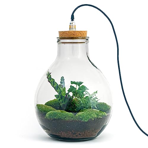 Flaschengarten • Big Paul Jungle mit Lampe • Ökosystem mit Pflanzen im Glas • ↑ 52 cm - DIY - Terrarium Komplett Set - Pflanzenterrarium - urbanjngl | von urbanjngl
