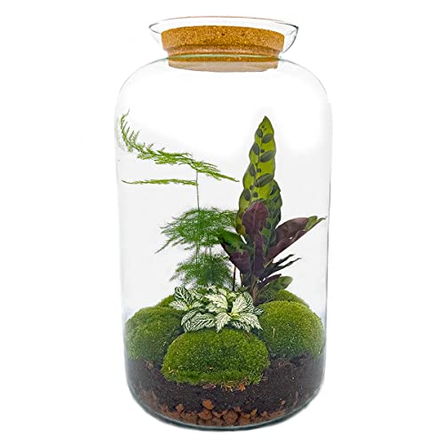 Flaschengarten • Botanical Sven XL • Pflanzen im Glas • ↑ 43 cm - DIY - Terrarium Komplett Set - Pflanzenterrarium - urbanjngl | No Tools von urbanjngl