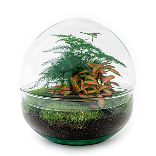 Flaschengarten • Dome Rot • Ökosystem mit Pflanzen im Glas • ↑ 20 cm - DIY - Terrarium Komplett Set - Pflanzenterrarium - urbanjngl | Terrarium Package von urbanjngl
