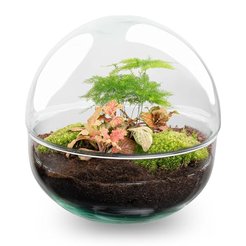 urbanjngl.com - Flaschengarten - Dome Rot - Ökosystem mit Pflanzen im Glas - ↑ 20 cm Terrarium végétal - Dôme Rouge - Plante de l'écosystème - ↑ 20 cm - Do-It-Yourself Paket - DIY-Set - Pflanze im von urbanjngl