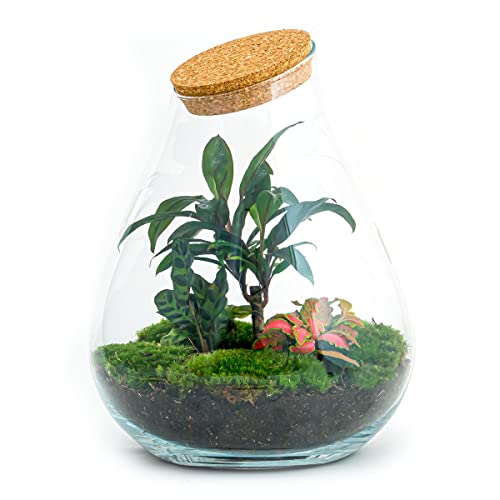 Flaschengarten • Drop XL Palme • Ökosystem mit Pflanzen im Glas • ↑ 37 cm - DIY - Terrarium Komplett Set - Pflanzenterrarium - urbanjngl | Terrarium package von urbanjngl