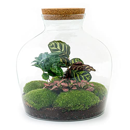 Flaschengarten • Fat Joe Coffea • Ökosystem mit Pflanzen im Glas • ↑ 30 cm - DIY - Terrarium Komplett Set - Pflanzenterrarium - urbanjngl | Terrarium kit von urbanjngl