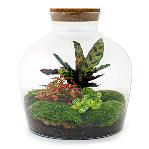 Flaschengarten • Fat Joe Red • Pflanzen im Glas • ↑ 30 cm - DIY - Terrarium Komplett Set - Pflanzenterrarium - urbanjngl | Terrarium kit von urbanjngl