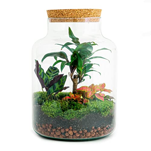 Flaschengarten • Milky Palm • Pflanzen im Glas • ↑ 30 cm - DIY - Terrarium Komplett Set - Pflanzenterrarium - urbanjngl | Terrarium kit von urbanjngl