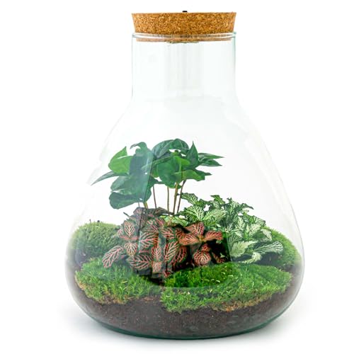 Flaschengarten • Sam Coffea • Pflanzen im Glas mit Licht • ↑ 30 cm - DIY - Terrarium Komplett Set - Pflanzenterrarium - urbanjngl | Terrarium kit von urbanjngl