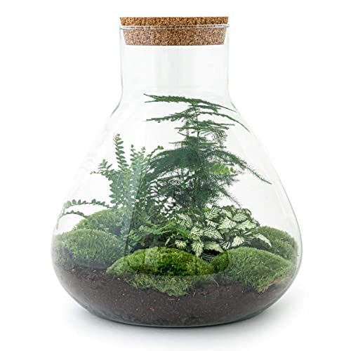 Flaschengarten • Sam XL • Ökosystem mit Pflanzen im Glas • ↑ 35 cm - DIY - Terrarium Komplett Set - Pflanzenterrarium - urbanjngl | Terrarium kit von urbanjngl
