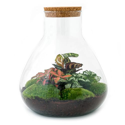 Flaschengarten • Sam XL Rot • Ökosystem mit Pflanzen im Glas • ↑ 35 cm - DIY - Terrarium Komplett Set - Pflanzenterrarium - urbanjngl | Terrarium kit von urbanjngl