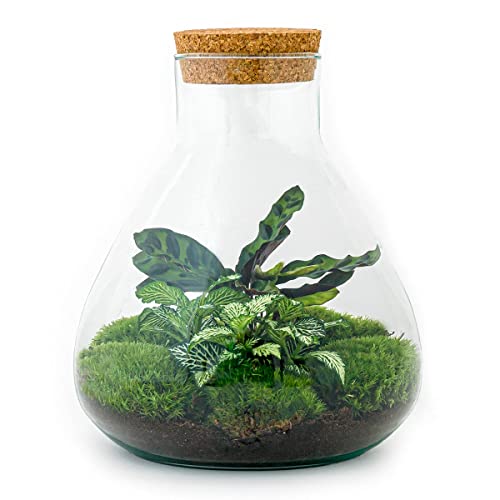 Flaschengarten • Sammie • Ökosystem mit Pflanzen im Glas • ↑ 26,5 cm - DIY - Terrarium Komplett Set - Pflanzenterrarium - urbanjngl | Terrarium package von urbanjngl