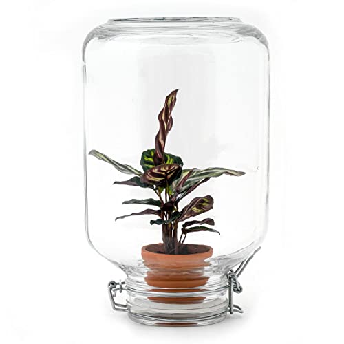 urbanjngl.com - Easyplant • Coffea Arabica • Flaschengarten Paket - Calathea - Do-It-Yourself Paket - DIY-Set - Pflanze im Glas - Komplettset Terrarium - Pflanzenterrarium von urbanjngl