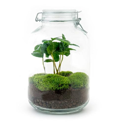 urbanjngl.com - Jar Flaschengarten Paket - Ökosystem mit Pflanzen im Glas - ↑ 28 cm - Coffea Arabica urbanjngl.com - Jar Flaschengarten Paket - Ökosystem mit Pflanzen im Glas - ↑ 28 cm - Coffea Arabica von urbanjngl