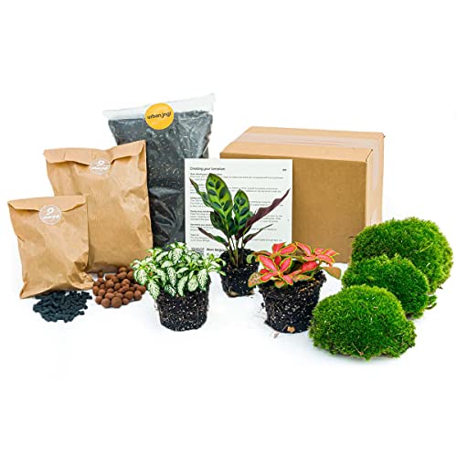 urbanjngl.com - Flaschengarten Paket Calathea Lancifolia - 3 Pflanzen - Nachfüll & Starterpaket DIY - Pflanzenterrarium Nachfüllset - Pflanzen-Terrarium-Paket - Pflanzenterrarium Refill lancifolia urbanjngl.com - Flaschengarten Paket Calathea Lancifolia - 3 Pflanzen - Nachfüll & Starterpaket DIY - Pflanzenterrarium Nachfüllset - Pflanzen-Terrarium-Paket - Pflanzenterrarium Refill lancifolia von urbanjngl