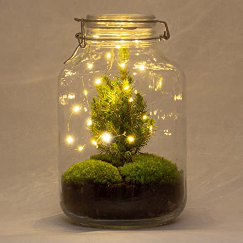 Krug - Tisch-Weihnachtsbaum - Pflanzenterrarium - ↑ 28 cm - Mit Beleuchtung von urbanjngl
